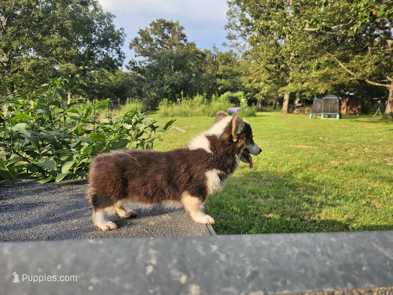 Cayenne – Pembroke Welsh Corgi puppy for sale in Mountain Grove, MO