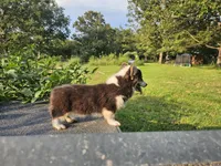Cayenne, a female Pembroke Welsh Corgi for sale in Mountain Grove, MO – 1 of 4