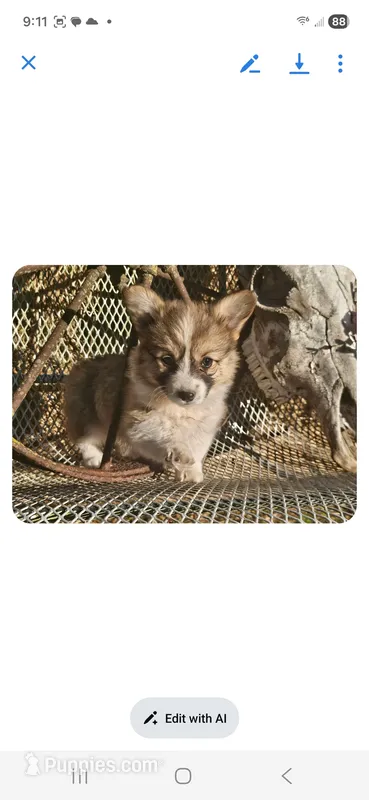 Hershey – Pembroke Welsh Corgi puppy for sale in Mountain Grove, MO