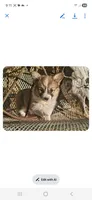 Hershey, a female Pembroke Welsh Corgi for sale in Mountain Grove, MO – 4 of 7