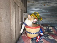 Little Pete , a male Pembroke Welsh Corgi for sale in Mountain Grove, MO – 2 of 6