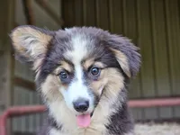 Dahlia, a female Pembroke Welsh Corgi for sale in Mountain Grove, MO – 4 of 7