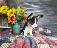 Chelsea , a female Pembroke Welsh Corgi for sale in Mountain Grove, MO – 3 of 3
