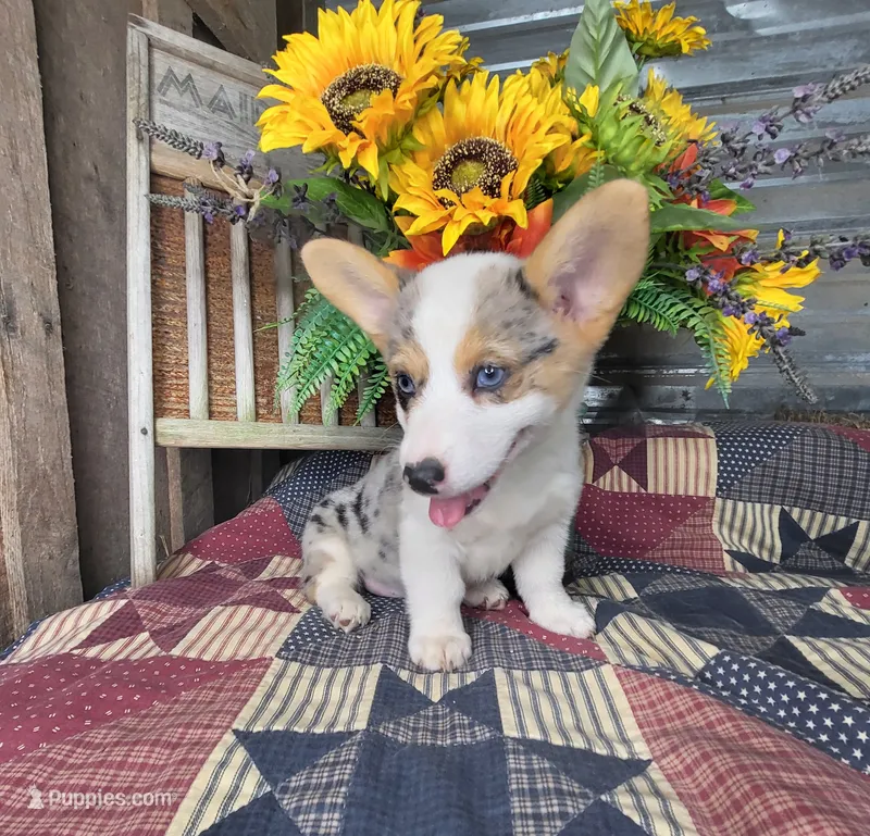 Chloe – Pembroke Welsh Corgi puppy for sale in Mountain Grove, MO