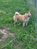 Milly, a female Shiba Inu for sale in Mountain Grove, MO – 2 of 2
