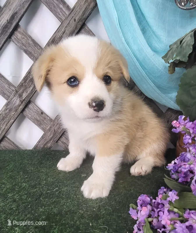 Bentley  – Pembroke Welsh Corgi puppy for sale in Mountain Grove, MO