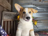 Houdini, a male Pembroke Welsh Corgi for sale in Mountain Grove, MO – 3 of 8