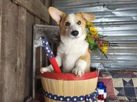 Houdini, a male Pembroke Welsh Corgi for sale in Mountain Grove, MO – 2 of 8