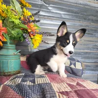 Chelsea , a female Pembroke Welsh Corgi for sale in Mountain Grove, MO – 2 of 3
