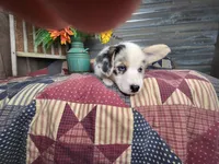 Sprinkles , a female Pembroke Welsh Corgi for sale in Mountain Grove, MO – 3 of 4