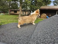 Waffles, a female Pembroke Welsh Corgi for sale in Mountain Grove, MO – 2 of 6