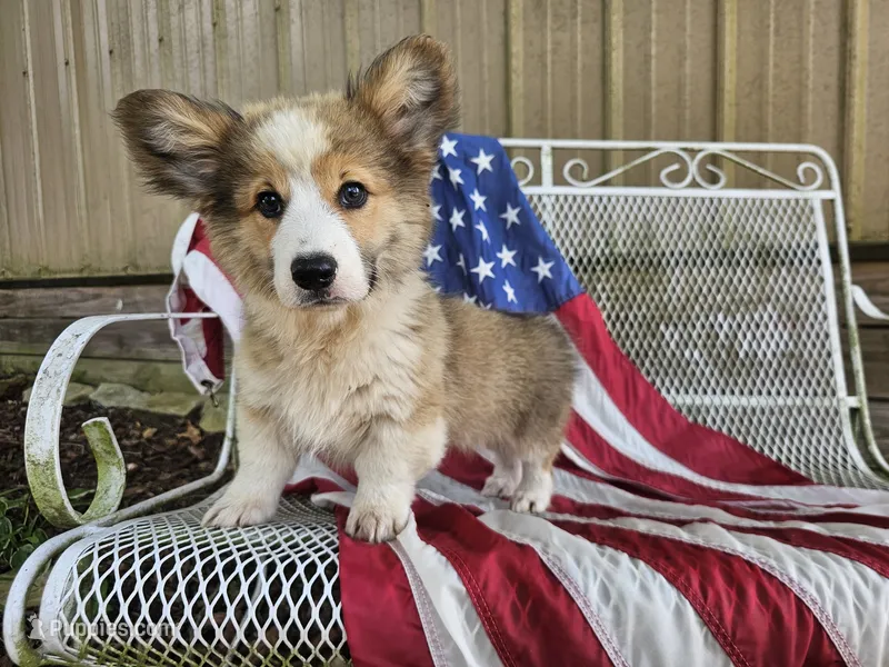 Kingsley – Pembroke Welsh Corgi puppy for sale in Mountain Grove, MO