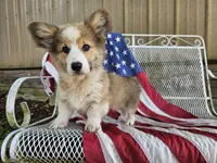 Kingsley, a male Pembroke Welsh Corgi for sale in Mountain Grove, MO – 1 of 9