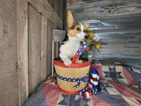 Betsy , a female Pembroke Welsh Corgi for sale in Mountain Grove, MO – 4 of 5