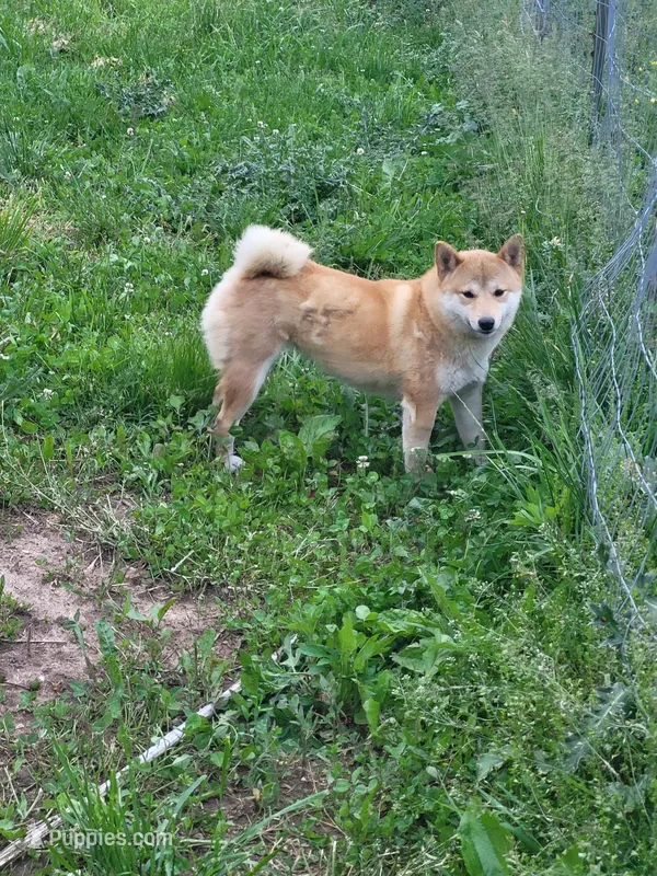 Milly – Shiba Inu puppy for sale in Mountain Grove, MO