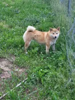Milly, a female Shiba Inu for sale in Mountain Grove, MO – 1 of 2