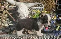 Cocoa, a female Pembroke Welsh Corgi for sale in Mountain Grove, MO – 2 of 4