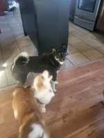 Chilli , a female Shiba Inu for sale in Mountain Grove, MO – 3 of 3