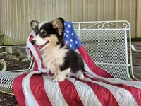 Tulip, a female Pembroke Welsh Corgi for sale in Mountain Grove, MO – 3 of 10