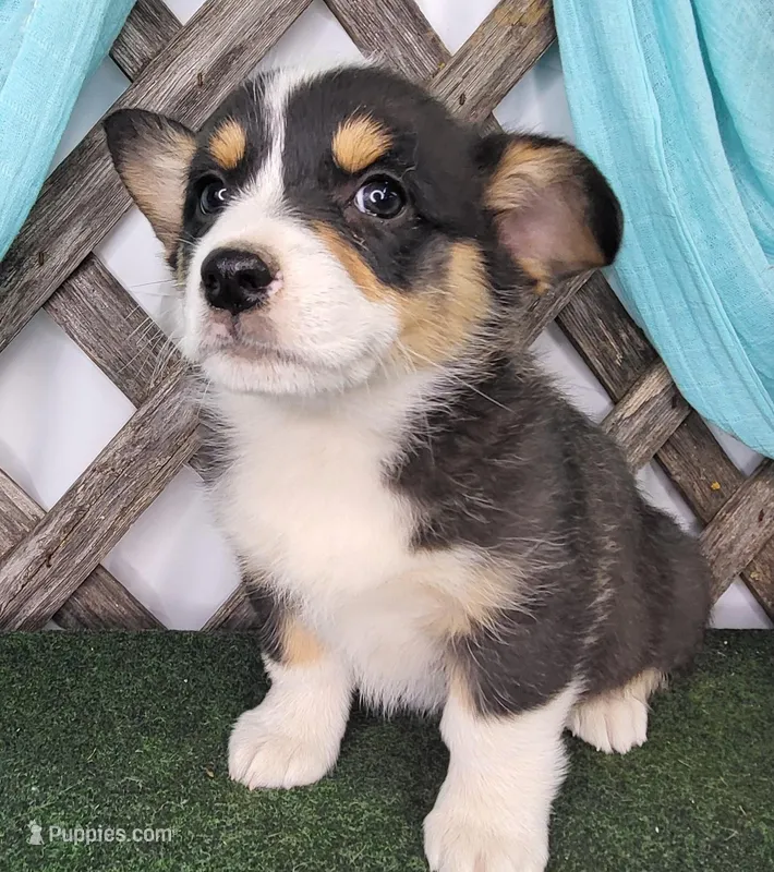 Elsa  – Pembroke Welsh Corgi puppy for sale in Mountain Grove, MO
