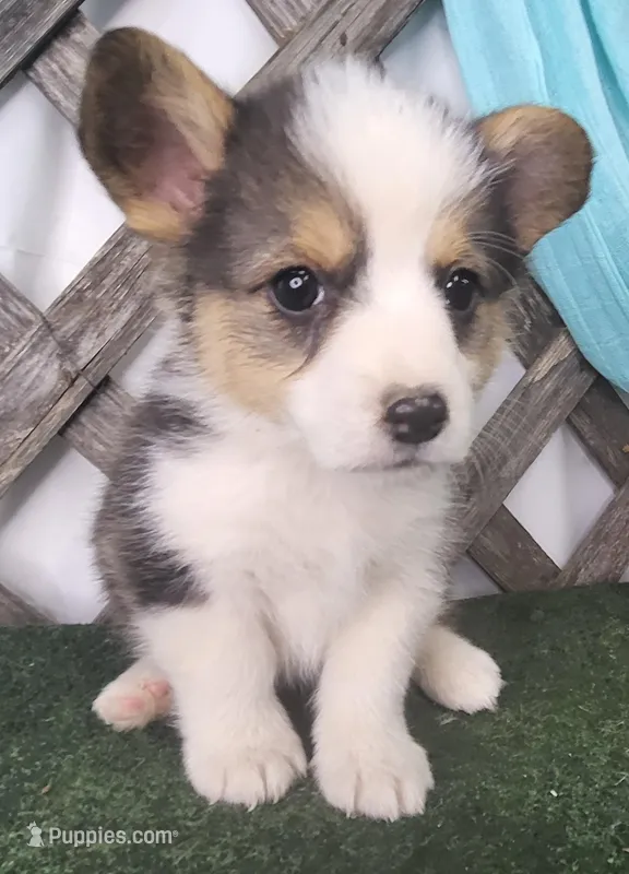 Betsy  – Pembroke Welsh Corgi puppy for sale in Mountain Grove, MO