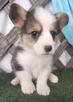 Betsy , a female Pembroke Welsh Corgi for sale in Mountain Grove, MO – 1 of 1