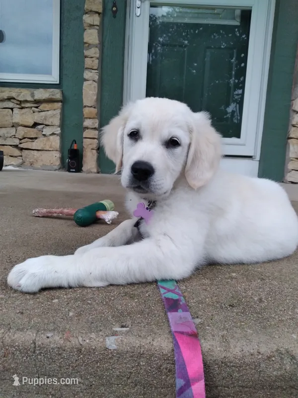 Paige – English Cream Golden Retriever puppy for sale in Overland Park, KS