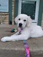 Paige, a female English Cream Golden Retriever for sale in Overland Park, KS – 1 of 1