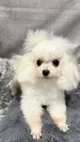 Lilya, a female Bichon Frise for sale in San Diego, CA – 3 of 5