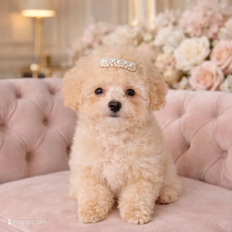 Liana – Maltipoo puppy for sale in San Diego, CA