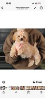 Liana, a female Maltipoo for sale in San Diego, CA – Photo 2 of 3