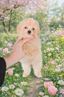 Liana, a female Maltipoo for sale in San Diego, CA – Photo 3 of 3