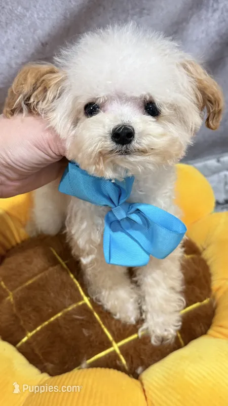 Vasya tiny – Maltipoo puppy for sale in San Diego, CA