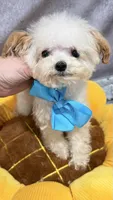 Vasya tiny, a male Maltipoo for sale in San Diego, CA – 1 of 2