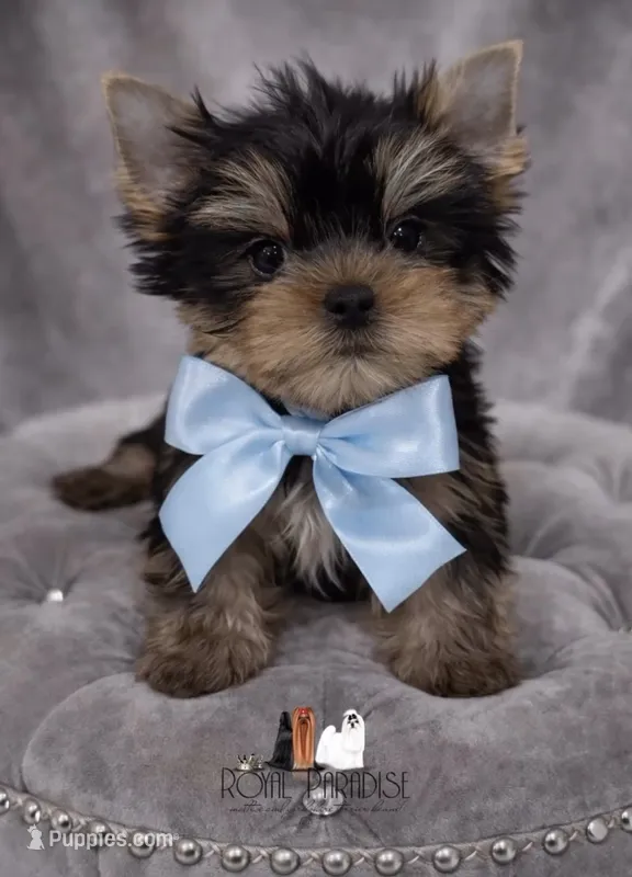 Boy 2 – Yorkshire Terrier puppy for sale in San Diego, CA