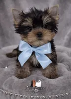 Boy 2, a male Yorkshire Terrier for sale in San Diego, CA – 1 of 1