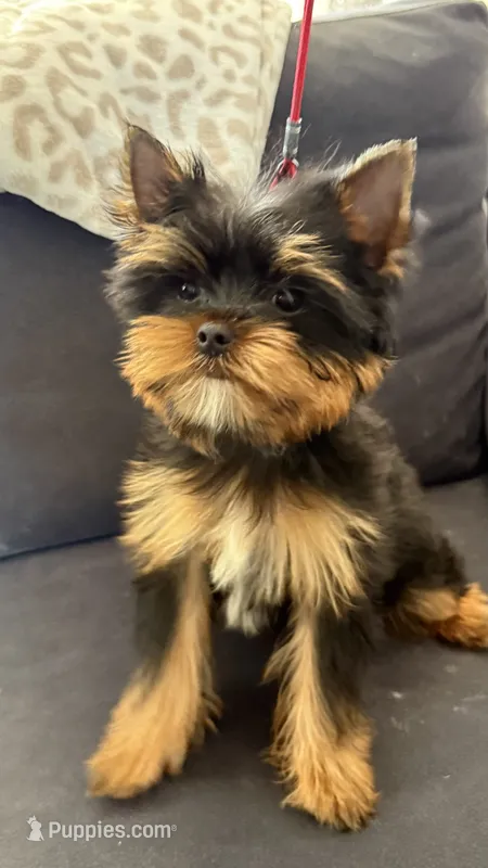 Alfa – Yorkshire Terrier puppy for sale in San Diego, CA