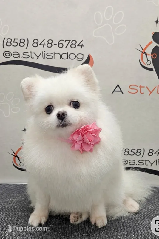 Lucia – Pomeranian puppy for sale in San Diego, CA