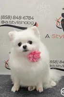 Lucia, a female Pomeranian for sale in San Diego, CA – 1 of 2