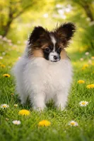 Dorothy , a female Papillon for sale in San Diego, CA – Photo 4 of 4