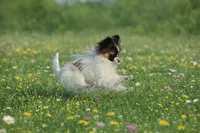Dorothy , a female Papillon for sale in San Diego, CA – Photo 2 of 4
