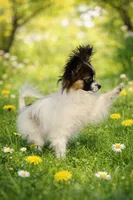 Dorothy , a female Papillon for sale in San Diego, CA – Photo 3 of 4