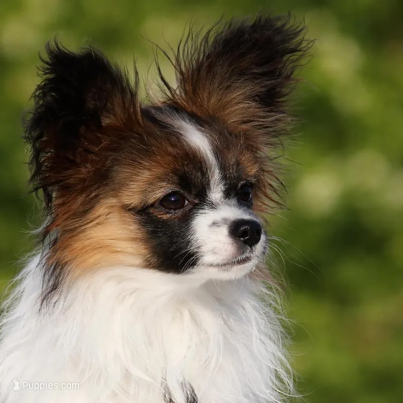 Dorothy  – Papillon puppy for sale in San Diego, CA