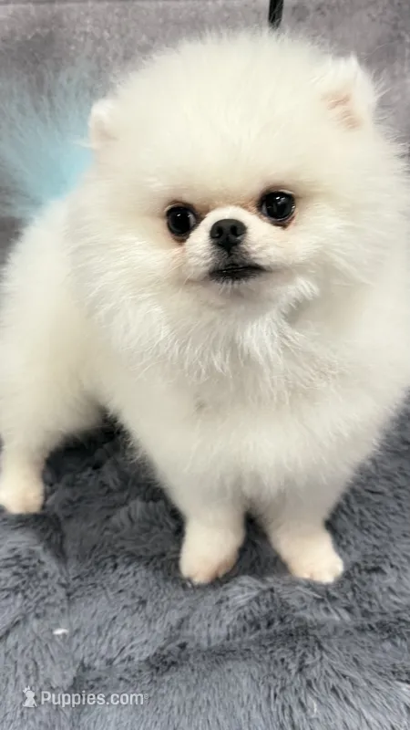 Umka – Pomeranian puppy for sale in San Diego, CA
