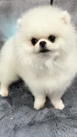 Umka, a male Pomeranian for sale in San Diego, CA – 1 of 1