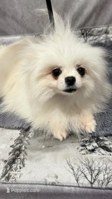 Sneja – Pomeranian puppy for sale in San Diego, CA