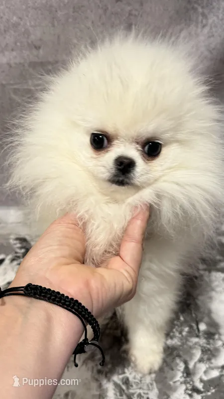 Umka – Pomeranian puppy for sale in San Diego, CA