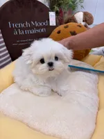 Berta, a female Maltese for sale in San Diego, CA – 2 of 2