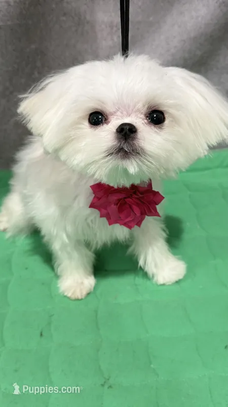 Boba – Maltese puppy for sale in San Diego, CA