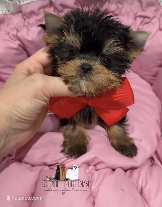 Boy 1 tiny – Yorkshire Terrier puppy for sale in San Diego, CA